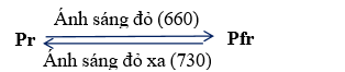 1.   Ở thực vật, phytochrome là sắc tố cảm nhận quang chu kì. Vẽ sơ đồ thể hiện sự biến đổi thuận nghịch giữa 2 dạng đồng phân của phytochrome phụ thuộc vào quang phổ ánh sáng. (ảnh 2)