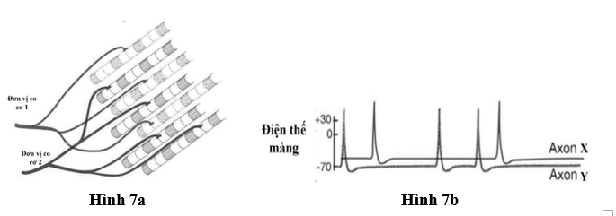 Hình 7a dưới mô tả 2 đơn vị co cơ được kí hiệu là 1 và 2. Hình 10b mô tả đồ thị điện thế hoạt động được ghi nhận ở 2 axon X và Y, đã gây ra các kích thích ở 2 đơn vị co cơ 1  (ảnh 1)