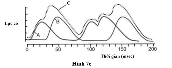 Hình 7a dưới mô tả 2 đơn vị co cơ được kí hiệu là 1 và 2. Hình 10b mô tả đồ thị điện thế hoạt động được ghi nhận ở 2 axon X và Y, đã gây ra các kích thích ở 2 đơn vị co cơ 1  (ảnh 2)