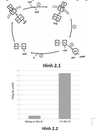 Các thụ thể GPCR có thể hoạt hoá hoặc ức chế cyclase qua sự tương tác với các protein Gs và Gi tương ứng.  Sự khác biệt giữa Gs và Gi thể hiện ở tiểu đơn vị 𝛼 tiểu đơn vị liên kết và thủy phân GTP.  (ảnh 1)
