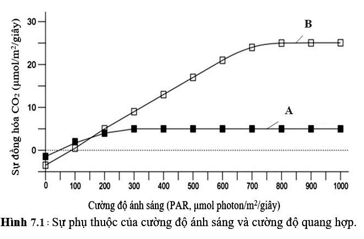 a. Các nhà khoa học nghiên cứu hai nhóm cây ưa bóng và ưa sáng. Lá của những cây này được sử dụng để xác định cường độ quang hợp bằng cách đo sự đồng hóa CO2 của lá (Hình 7.1). Đồ thị A và B tương ứng với nhóm thực vật nào? Giải thích. (ảnh 1)