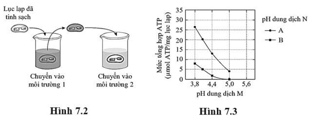  Hình 7.2 mô phỏng các bước cơ bản trong thí nghiệm của Jagenedor và Uribe để tìm hiểu hoạt động tổng hợp ATP ở lục lạp được phân lập và tinh sạch từ lá cây rau chân vịt (Spinacia oleracea L.). (ảnh 1)
