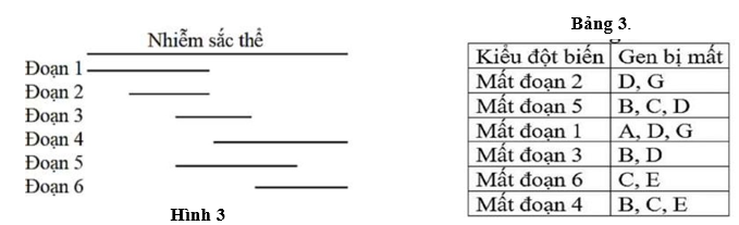 3.1 Ở một loài động vật, có 6 đột biến mất các đoạn khác nhau của nhiễm sắc thể số 8. Vị trí các đoạn được mô tả trong Hình 3.  Vùng nhiễm sắc thể bị mất chứa 6 gene (A, B, C, D, E, G) chưa xác định được thứ tự. (ảnh 1)