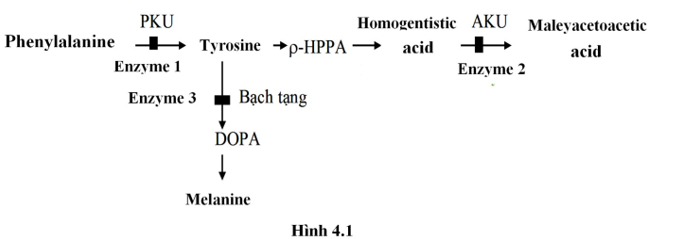 Sơ đồ Hình 4.1 mô tả con đường chuyển hóa Phenylalanine liên quan đến ba bệnh chuyển hóa di truyền ở người, gồm bệnh PKU, bệnh AKU và bệnh bạch tạng. Đột biến lặn ở ba gene phân li độc lập mã hóa ba enzyme tương ứng (enzyme 1-3) (ảnh 1)