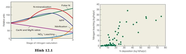 Ở Bắc Mỹ, các hoạt động của con người như đốt nhiên liệu hóa thạch và nông nghiệp đã dẫn tới làm tăng nồng độ nitrogene ocide trong khí quyển. Các nitrogene ocide này trải qua các phản ứng hoá học và lắng đọng xuống đất dưới dạng nitrogene khoáng (ảnh 1)