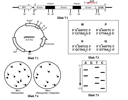 Để tách dòng một đoạn của gene X mã hóa protein ở tế bào cơ của chuột, các nhà nghiên cứu đã tạo cDNA (DNA tái tổ hợp) dựa trên mRNA trưởng thành được phiên mã từ gene X kiểu dại sử dụng mồi oligo-dT. Hình 7.1 thể hiện sơ đồ gene X gồm promoter P1 (ảnh 1)