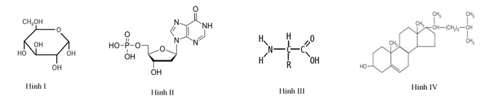 Hình nào sau đây mô tả đúng cấu tạo đơn phân của nucleic acid? (ảnh 1)