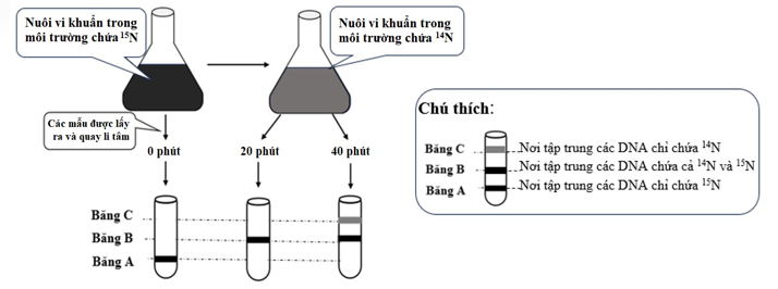 Tại viện công nghệ California, Matthew Meselson và Franklin Stahl đã nuôi cấy tế bào E.coli qua một số thế hệ trong môi trường chứa các nucleotide (ảnh 1)