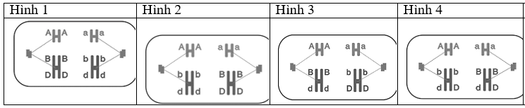 Ở loài đậu thơm, màu sắc hoa do 2 cặp gene không allele phân li độc lập chi phối; kiểu gene có mặt 2 allele A và B cho hoa màu đỏ, kiểu gene có một trong hai allele A hoặc B hoặc thiếu cả 2 allele này thì cho hoa màu trắng. (ảnh 1)