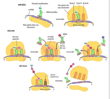 Hình ảnh bên mô tả các giai đoạn dịch mã, quan sát thông tin trên hình và cho biết các kết luận dưới đây là đúng hay sai? (ảnh 1)