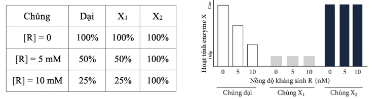 Khi nghiên cứu về khả năng sản xuất một loại enzyme X ở một chủng vi khuẩn, người ta xác định được enzyme này do một gene X quy định. (ảnh 1)