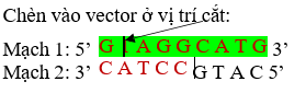 Cho enzyme cắt giới hạn có các trình tự nhận biết đặc trưng tương ứng; đoạn phân tử DNA chứa gene cần chuyển và vector đều có trình tự nhận biết cho enzyme cắt giới hạn. (ảnh 1)