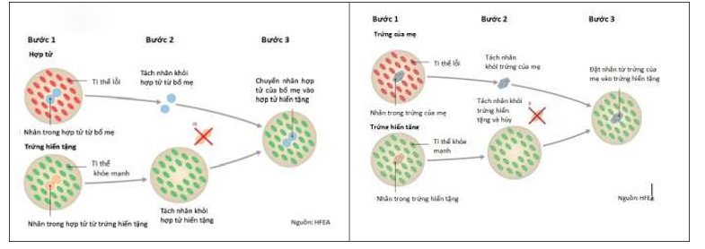. Em bé “ba bố mẹ” được sinh ra bằng phương pháp IVF (thụ tinh trong ống nghiệm). Em bé này được sinh ra từ hợp tử hoặc trứng đã được biến đổi gene và có DNA của mẹ ruột, cha ruột và một người hiến tặng trứng (ảnh 2)