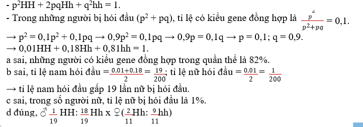 Ở người, kiểu gene HH qui định bệnh hói đầu, hh qui định không hói đầu, kiểu gene Hh qui định hói đầu ở nam và không hói đầu ở nữ.  (ảnh 1)