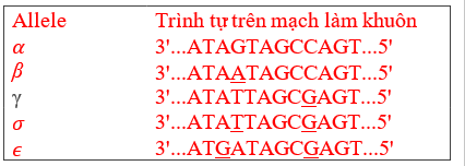 Ở một loài động vật, có một gene được tìm thấy với 5 allele khác nhau. Đoạn trình tự quan tâm của các allele này được mô tả như hình bên, trong đó vị trí gạch chân là vị trí có sự khác biệt với phiên bản gốc (allele 𝛼). (ảnh 1)