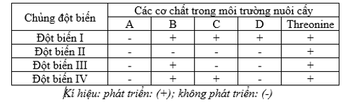 Ở một loài vi khuẩn có 4 cơ chất (A, B, C và D) tham gia vào sơ đồ chuyển hóa tổng hợp protein threonin. Để xác định các gene tham gia vào quá trình chuyển hóa này, người ta đã gây đột biến rồi chọn lọc được 4 chủng đột biến đơn gene ở 4 gene tổng hợp (ảnh 1)