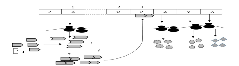 Bạn Hòa vẽ sơ đồ hoạt động bình thường của các gene trong operon Lac ở E.Coli khi môi trường có lactose như sau: Bạn Lan đã đưa ra ý kiến để sửa sai và chú thích cho hình vẽ của bạn Hòa, ý kiến nào sau đây của bạn Lan không đúng? (ảnh 1)