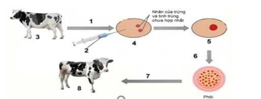 Hình dưới mô tả các giai đoạn của nguyên lí tạo động vật biến đổi gene. (ảnh 1)
