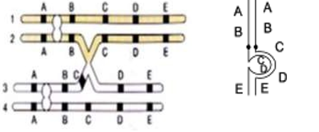 Hình 1 biểu diễn một phần quá trình phát sinh đột biến cấu trúc NST, hình 2 biểu diễn quá trình tiến hợp của NST bình thường và NST đột biến. Cho biết các nhận định sau đây có bao nhiêu phát biểu đúng? (ảnh 1)
