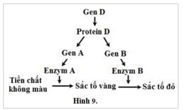 Ở một loài thực vật, sự hình thành màu hoa chịu sự chi phối của 3 locus A, B và D. Gen D tổng hợp ra protein D, khi có protein này thì các gene A và B mới có thể tạo ra enzyme. (ảnh 1)
