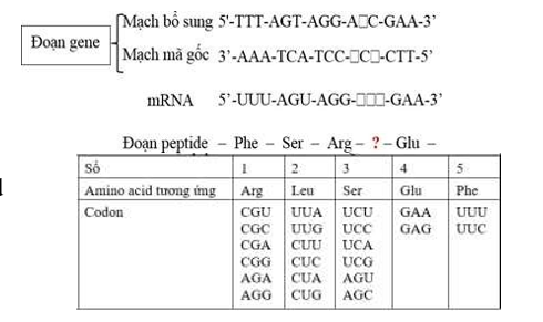 Mối quan hệ giữa gene- mRNA- peptide trong vùng mã hoá ở sinh vật nhân sơ được mô tả như sau: (Kí hiệu  là một loại nucleotide không được cho biết)  Biết rằng đoạn peptide do đoạn gene này quy định tổng hợp các amino acid  (ảnh 1)