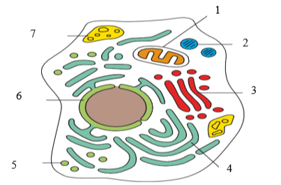 Hình bên mô tả cấu trúc đơn giản của một tế bào động vật điển hình với một số cấu trúc được đánh số từ (1) đến (7). Hãy xác định tên của từng cấu trúc và cho biết những cấu trúc nào thuộc hệ thống màng nội bào? Giải thích. (ảnh 1)