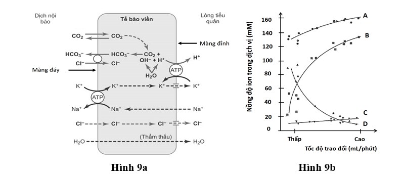 Tế bào viền bài tiết HCl qua bơm chuyên biệt nằm trên màng đỉnh. Cơ chế bài tiết acid ( ) của tế bào viền bao gồm một chuỗi các trao đổi chất hoá học qua màng đáy, mà cuối cùng là sự trao đổi tích cực giữa  và  qua màng đỉnh nhờ bơm - - ATPase (ảnh 1)