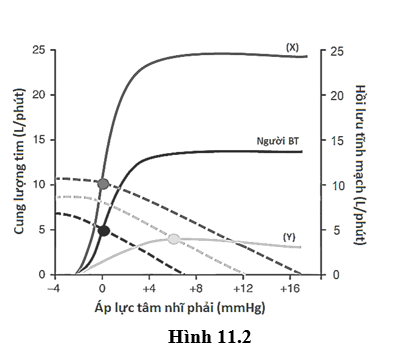 a) Hematocrit (thể tích đặc của tế bào máu – gọi là PVC) là tỉ lệ phần trăm của tổng thể tích tế bào máu trên thể tích máu. Đồ thị Hình 11.1 thể hiện giá trị hematocrit ở ba người trưởng thành A, B, C. (ảnh 2)
