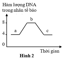 Đồ thị hình 2 mô tả sự biến động hàm lượng DNA của nhân trong một tế bào lưỡng bội qua các giai đoạn của quá trình phân bào. Có bao nhiêu nhận định sau đây đúng? (ảnh 1)