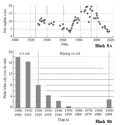 Sói xám (Canis lupus) ở vườn quốc gia Yellowstone bị con người săn bắn từ năm 1926 và dẫn đến tuyệt chủng ngay sau đó, làm ảnh hưởng lớn đến cấu trúc quần xã  (ảnh 1)