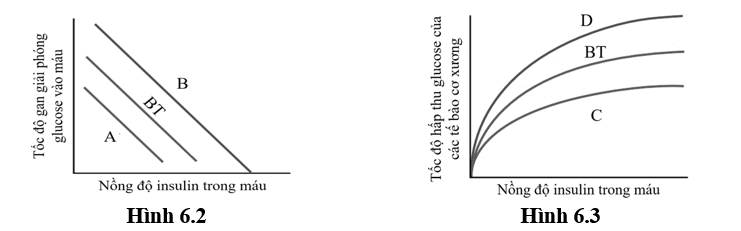 C&aacute;c nghi&ecirc;n cứu gần đ&acirc;y đ&atilde; chỉ ra t&igrave;nh trạng tăng lượng acid b&eacute;o tự do trong m&aacute;u l&agrave; một trong những nguy&ecirc;n nh&acirc;n ban đầu dẫn đến nguy cơ mắc đ&aacute;i th&aacute;o đường type 2 ở những người bị b&eacute;o ph&igrave; l&acirc;u d&agrave;i. (ảnh 2)
