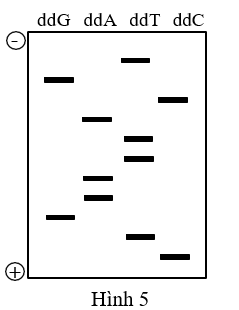 Tại một vụ án, người ta thu thập được mẫu máu do hung thủ để lại hiện trường sau đó thực hiện phản ứng PCR để khuếch đại gene K trong tế bào đó. Tiến hành giải trình tự đoạn gene K theo phương pháp Sanger, người ta thu được kết quả như Hình 5. (ảnh 1)