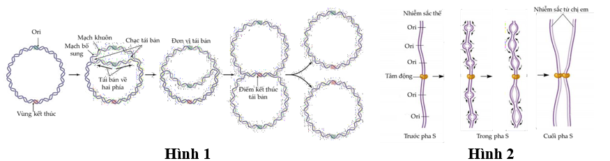 Quá trình tái bản DNA diễn ra bình thường ở sinh vật nhân sơ và sinh vật nhân thực được thể hiện ở hai hình sau: (ảnh 1)