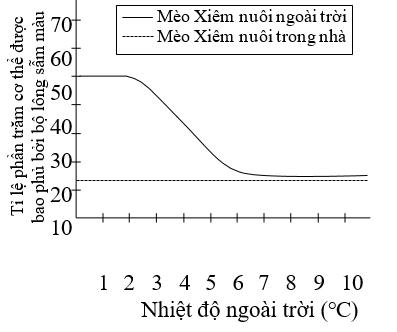 Loài mèo Xiêm thường có bộ lông sẫm màu hơn ở tai, mũi, bàn chân và đuôi. Các thí nghiệm thực tế đã cho thấy rằng nếu để mèo Xiêm ở ngoài trời trong thời gian nhiều hơn một giờ mỗi ngày và liên tục sáu ngày mỗi tuần (mèo nuôi ngoài trời) (ảnh 1)