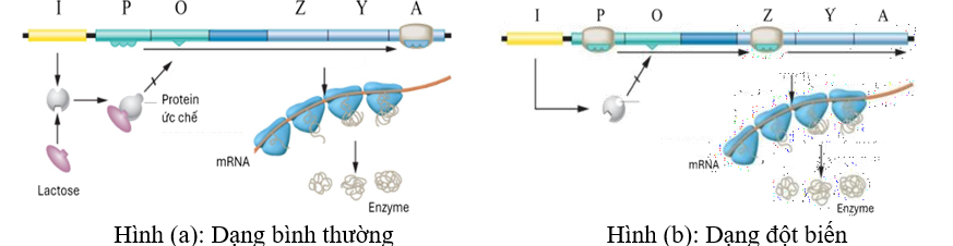 Hình (a) và hình (b) thể hiện cơ chế hoạt động của operon lac ở 2 chủng E.coli bình thường và đột biến dưới đây: Cho các nhận định sau về cơ chế hoạt động của operon lac ở 2 chủng E. coli như hai hình trên. (ảnh 1)