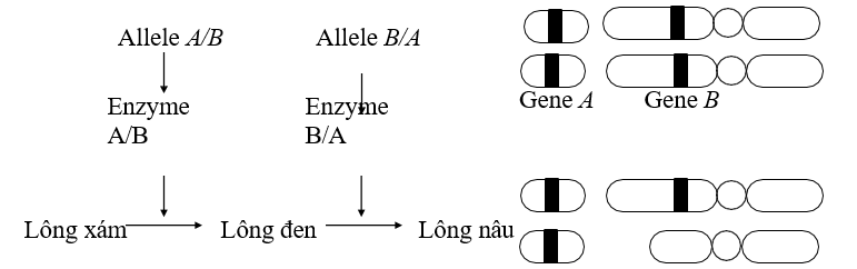 Ở một loài mèo, tính trạng màu lông do hai cặp gene A, a và B, b phân li độc lập cùng quy định theo sơ đồ chuyển hóa và có vị trí trên nhiễm sắc thể như hình dưới đây: (ảnh 1)