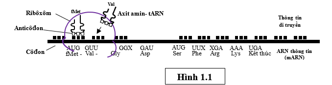 a. Khi quan sát hình 1.1, một học sinh đã nhận định đây là quá trình tổng hợp prôtêin ở tế bào nhân thực. Theo em, nhận định này đúng hay sai? Giải thích. (ảnh 1)
