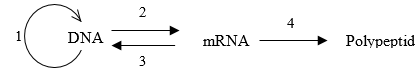 Ở hình bên, tên gọi của quá trình số (4) là     A. dịch mã     B. đột biến gene     C. phiên mã     D. tái bản DNA (ảnh 1)
