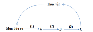 Hình dưới đây mô tả quá trình chuyển hóa nitơ trong tự nhiên. Biết rằng A, B, C là các ion khoáng  chứa nitơ, các kí hiệu (1), (2), (3) là các loài vi sinh (ảnh 1)