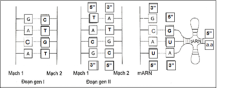 1. Gen là gì? Dựa trên cơ sở nào để phân loại gen cấu trúc và gen điều hòa?  2.Hình vẽ dưới đây mô tả hai đoạn gen (I, II) và phân tử tRNA đang thực hiện dịch mã trên phân tử mRNA:   (ảnh 2)