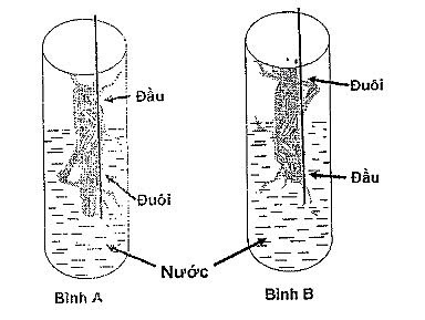 Cho các nhóm động vật sau: châu chấu, gà, ốc, trâu, cua, giun đất. Hãy xếp chúng vào các hình thức hô hấp phù hợp? (ảnh 1)