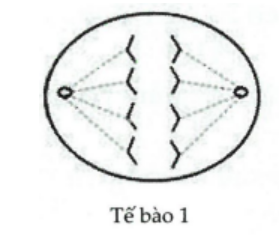 Thế nào là sự cố đầu mút và cách khắc phục sự cố đầu mút của các tế bào sinh dục? (ảnh 1)