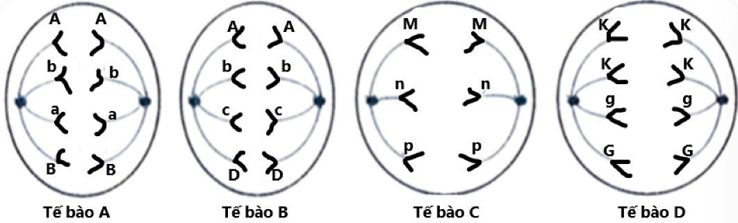 Hình dưới đây mô tả quá trình phân bào bình thường của các tế bào A, B, C, D.  (ảnh 1)