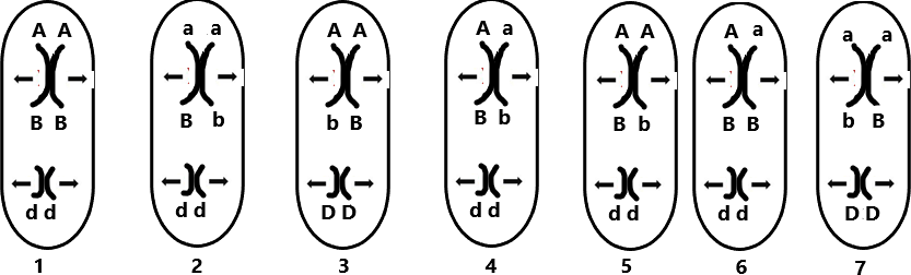 Một học sinh vẽ kì giữa giảm phân II của một tế bào có kiểu gene 𝐴𝐵 Dd . Biết quá trình phân bào𝑎𝑏diễn ra bình thường và xảy ra hiện tượng trao đổi chéo giữa B và b, mũi tên chỉ chiều phân li của cácnhiễm sắc thể về hai cực tế bào. (ảnh 1)