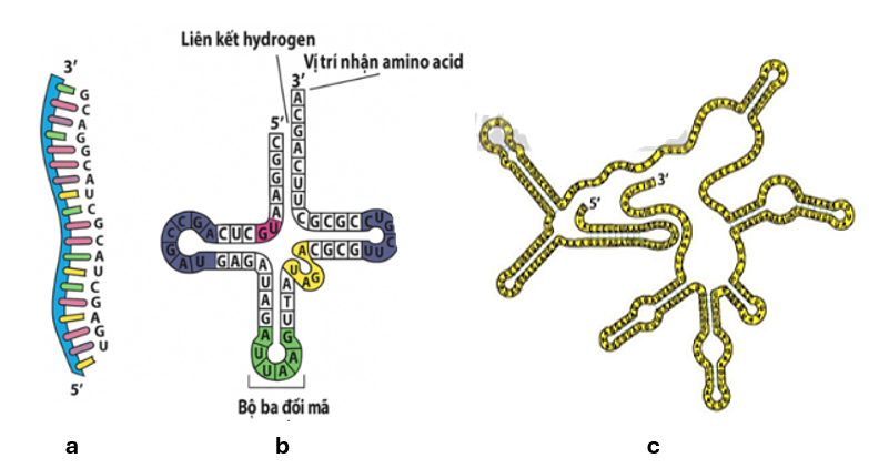 Dựa vào hình minh họa các loại RNA (a), (b), (c), cho biết nhận định nào sau đây đúng? (ảnh 1)