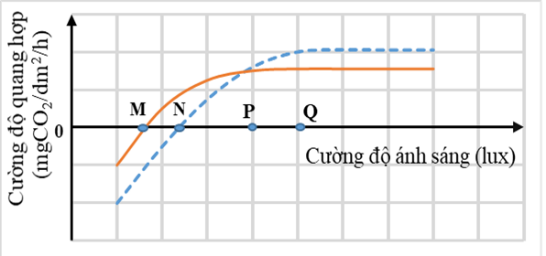 Ảnh hưởng của cường độ &aacute;nh s&aacute;ng đến cường độ quang hợp ở 1 c&acirc;y ưa b&oacute;ng v&agrave; 1 c&acirc;y ưa s&aacute;ng được biểu diễn theo H&igrave;nh 1. Điểm b&atilde;o h&ograve;a &aacute;nh s&aacute;ng của c&acirc;y ưa s&aacute;ng n&agrave;y c&oacute; thể l&agrave; điểm      A. Q.	B. P.      C. M.	D. N. (ảnh 1)