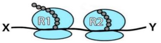 Hình 6 mô tả quá trình dịch mã của mRNA tại hai ribosome R1 và R2 Mỗi ribosome sẽ di chuyển về phía nào trên mRNA? (ảnh 1)