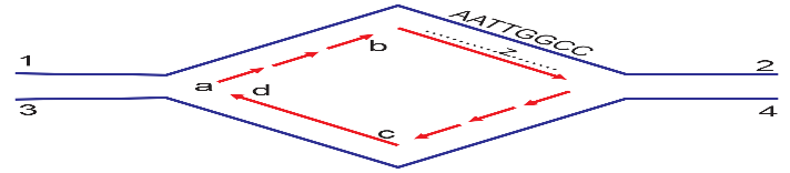 Hình sau đây mô tả cơ chế tái bản: Có bao nhiêu nhận định sau đây đúng 1. Mạch 1-2 có chiều 3’-5’. (ảnh 1)