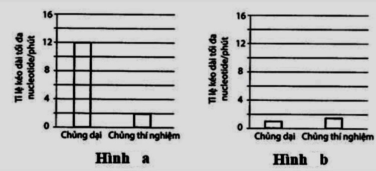 Các nhà khoa học nghiên cứu tốc độ phiên mã của một loại RNA polymerase chứa đột biến thay thế một amino acid so với chủng nấm men thông thường.  (ảnh 1)