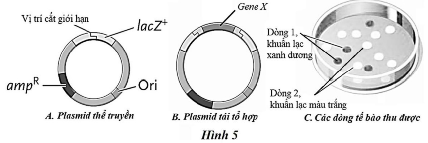 Ở chuột, gene X mã hóa protein X có chức năng tổng hợp sắc tố đen, làm cho mắt, lông đều có màu đen. Trong quá trình phát triển của cá thể, nếu ở giai đoạn phôi bị nhiễm một trong các hóa chất A, B, C thì phôi sẽ phát triển thành cá thể bị bạch tạng (ảnh 1)